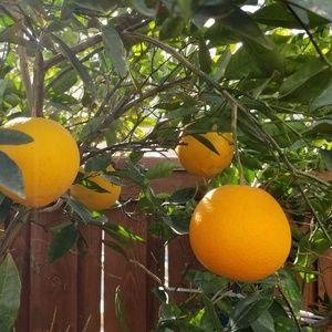 Meet your Posher, Ying